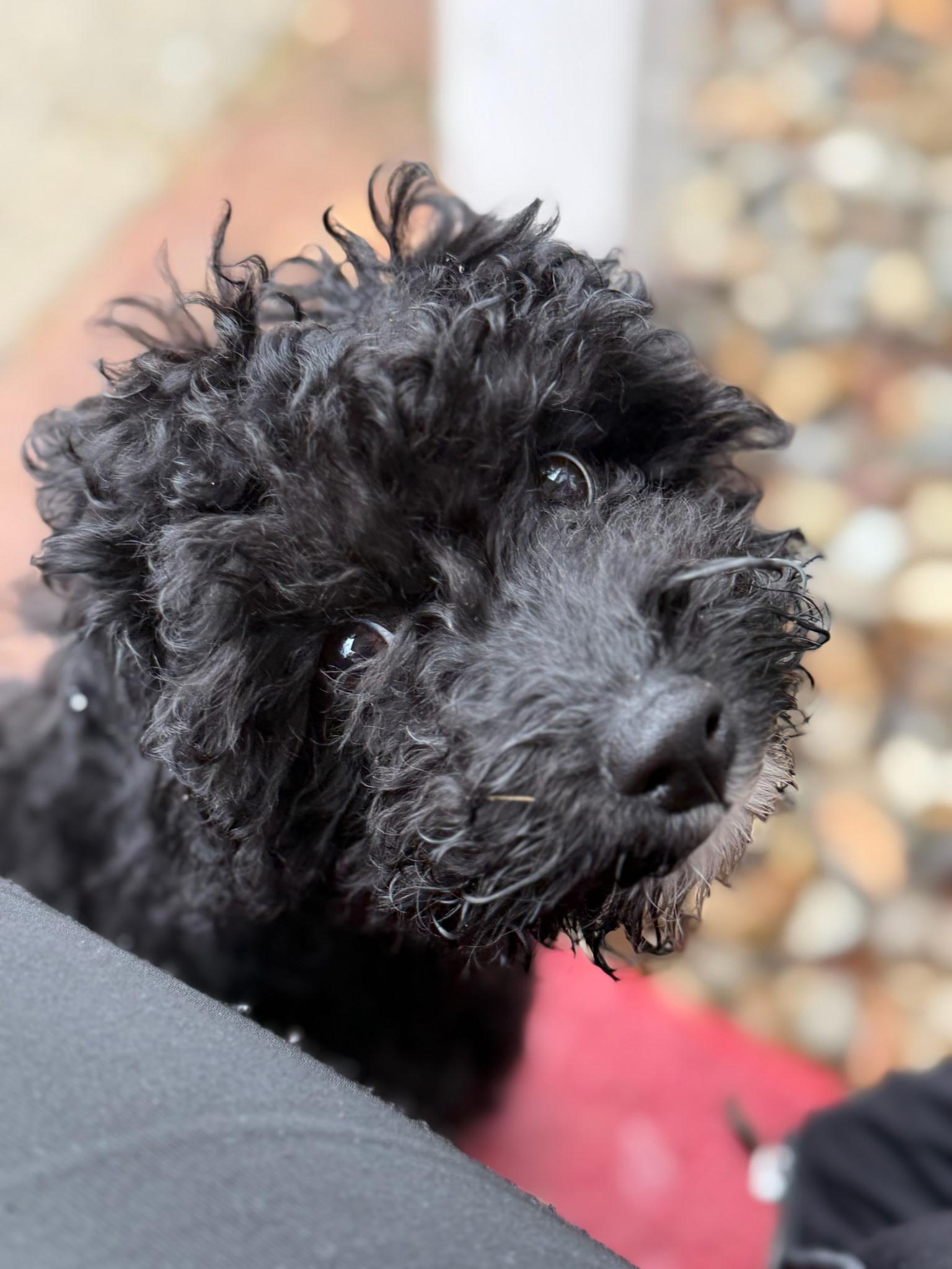 Enlarge Juneau, an adoptable Miniature Poodle in Merrimac, MA image 1/6