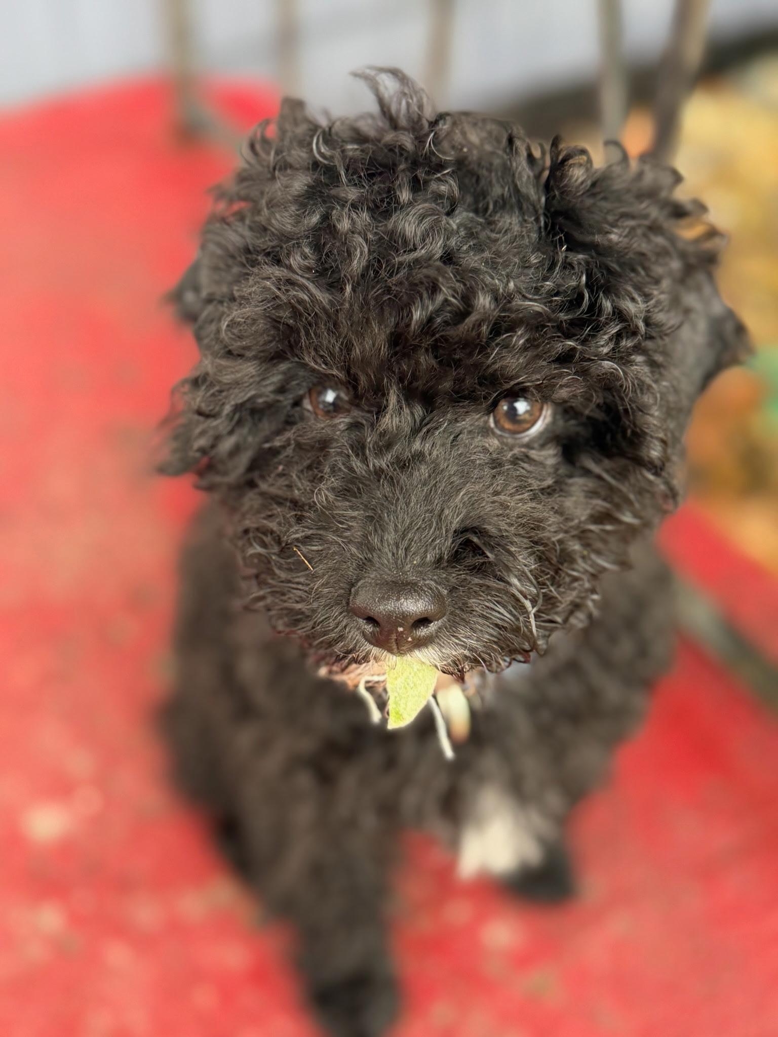 Enlarge Juneau, an adoptable Miniature Poodle in Merrimac, MA image 6/6