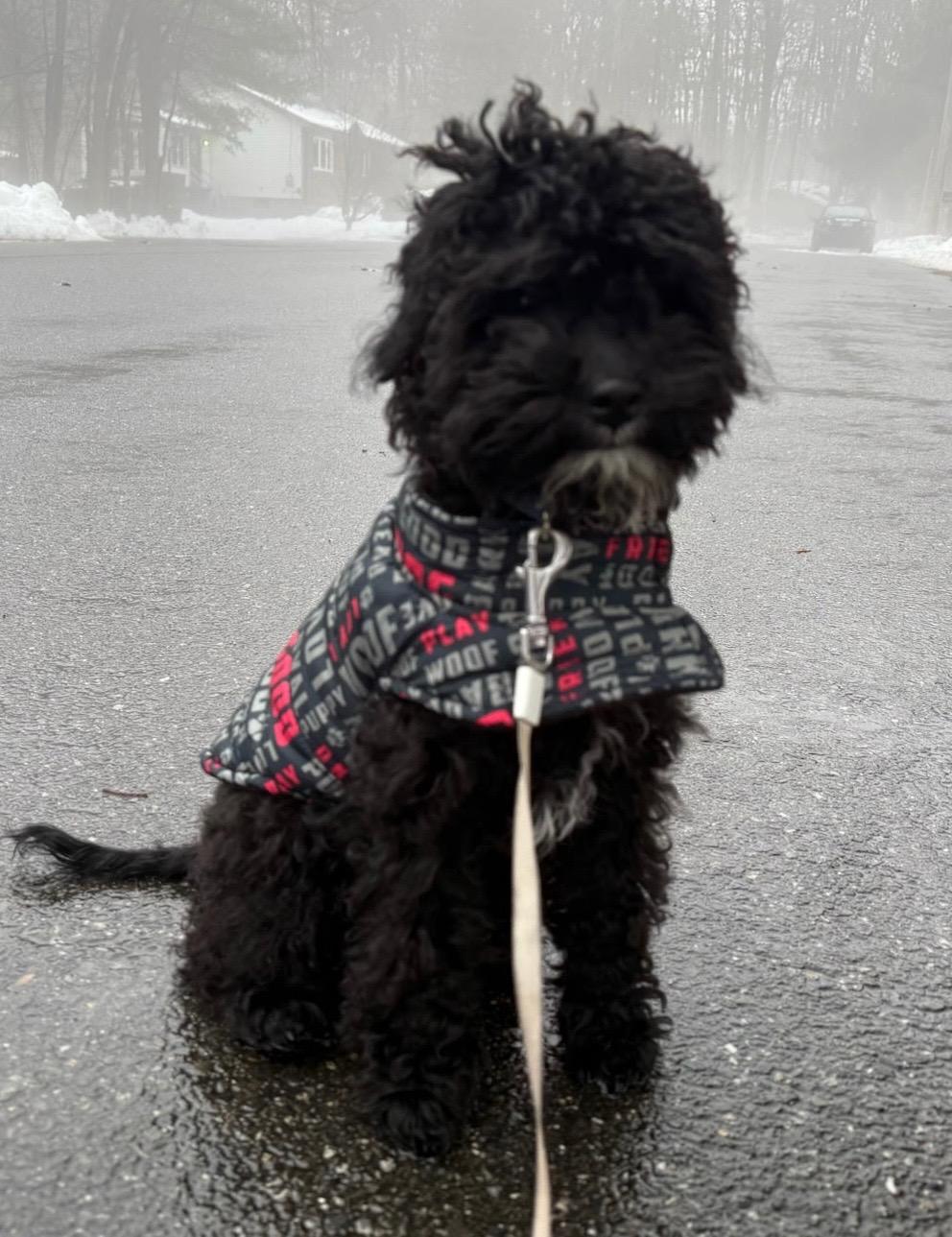 Enlarge Juneau, an adoptable Miniature Poodle in Merrimac, MA image 2/6