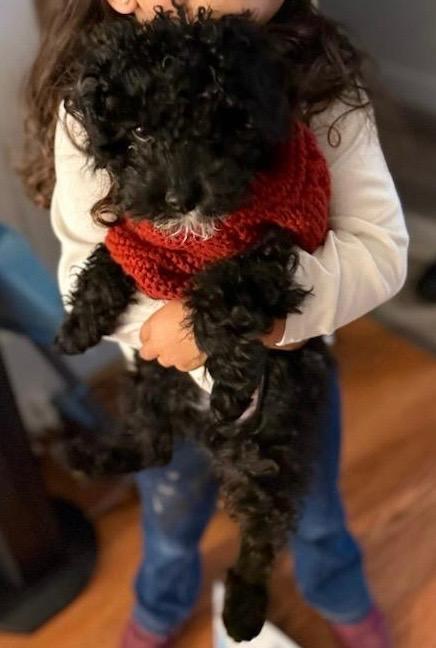 Enlarge Juneau, an adoptable Miniature Poodle in Merrimac, MA image 4/6