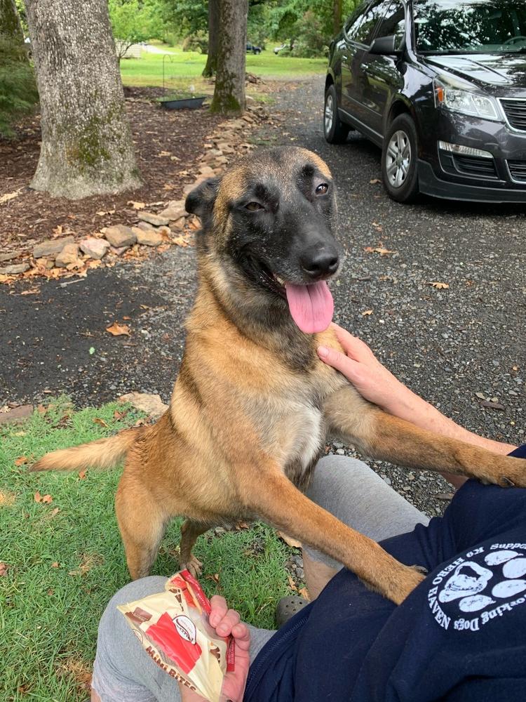 Athena - Located in AR, Adopted, Adult Female Belgian Shepherd / Malinois.