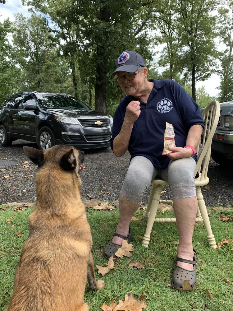 Athena - Located in AR, Adopted, Adult Female Belgian Shepherd / Malinois.