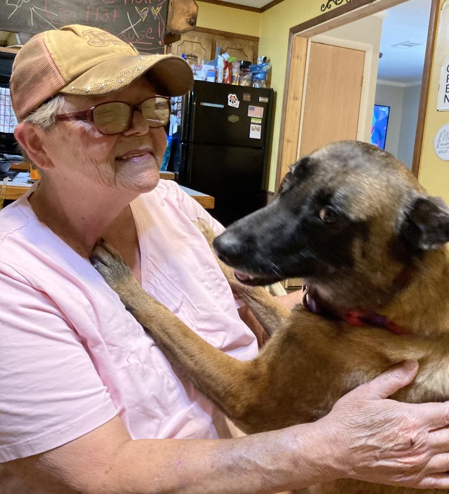 Enlarge Athena - Located in AR, a Adopted Belgian Shepherd / Malinois in Imlay City, MI image 3/4