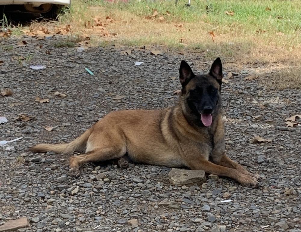 Enlarge Athena - Located in AR, a Adopted Belgian Shepherd / Malinois in Imlay City, MI image 4/4