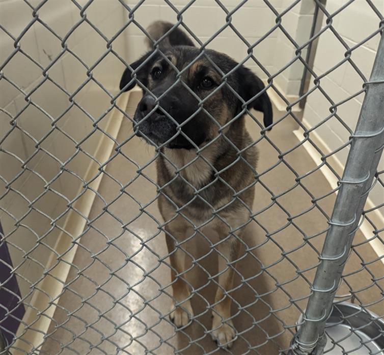 BAILEY, Adoptable, Adult Female Husky & German Shepherd Dog.