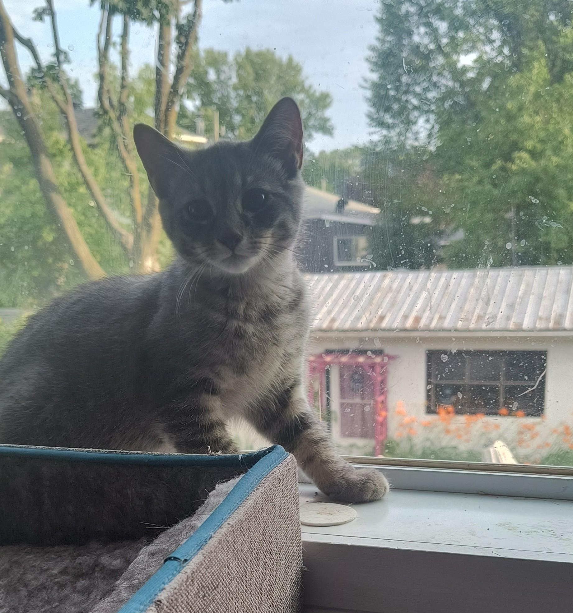 Kasper (FF/FA), Adoptable, Kitten Male Domestic Short Hair.