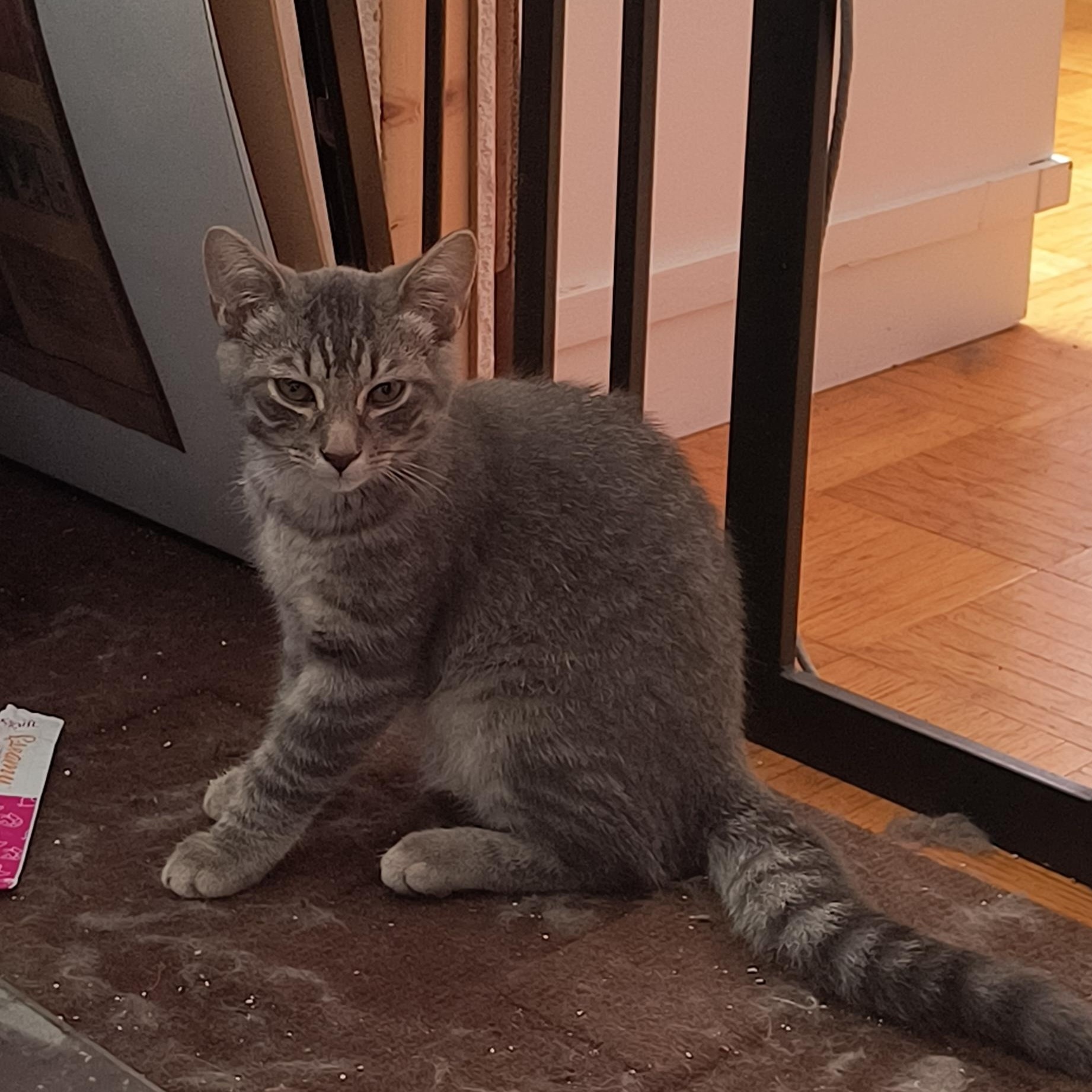Enlarge Kasper (FF/FA), a Adoptable Domestic Short Hair in Sainte-Angele-de-Monnoir, QC image 4/4