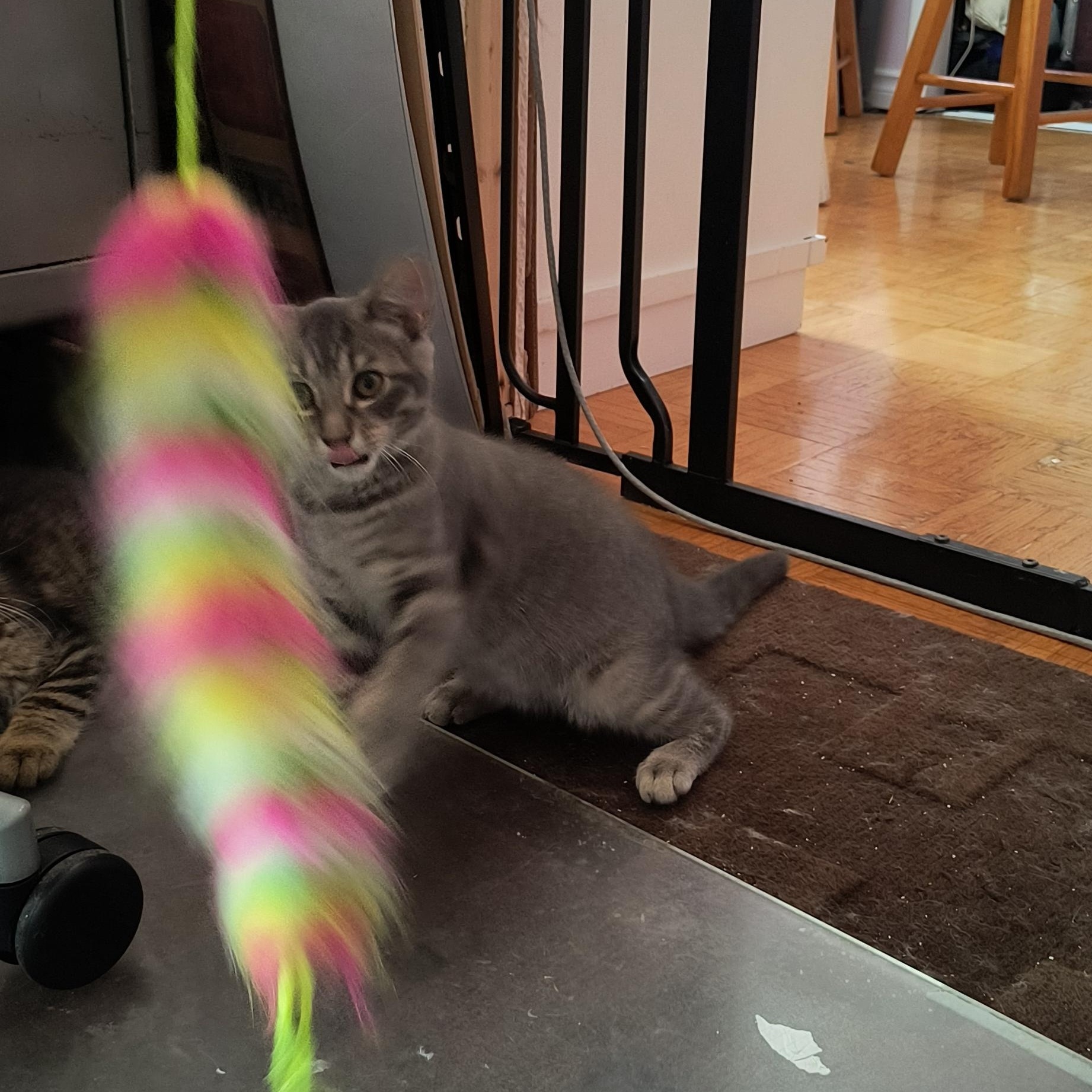 Enlarge Kasper (FF/FA), a Adoptable Domestic Short Hair in Sainte-Angele-de-Monnoir, QC image 2/4
