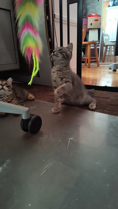 Enlarge Kasper (FF/FA), a Adoptable Domestic Short Hair in Sainte-Angele-de-Monnoir, QC video 3/4