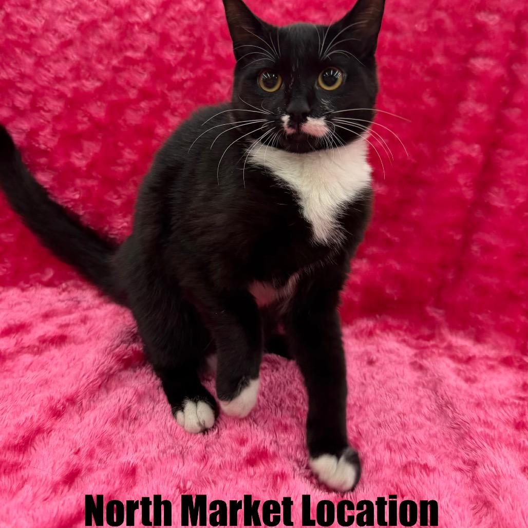 Misa, Adoptable, Kitten Female Domestic Short Hair.