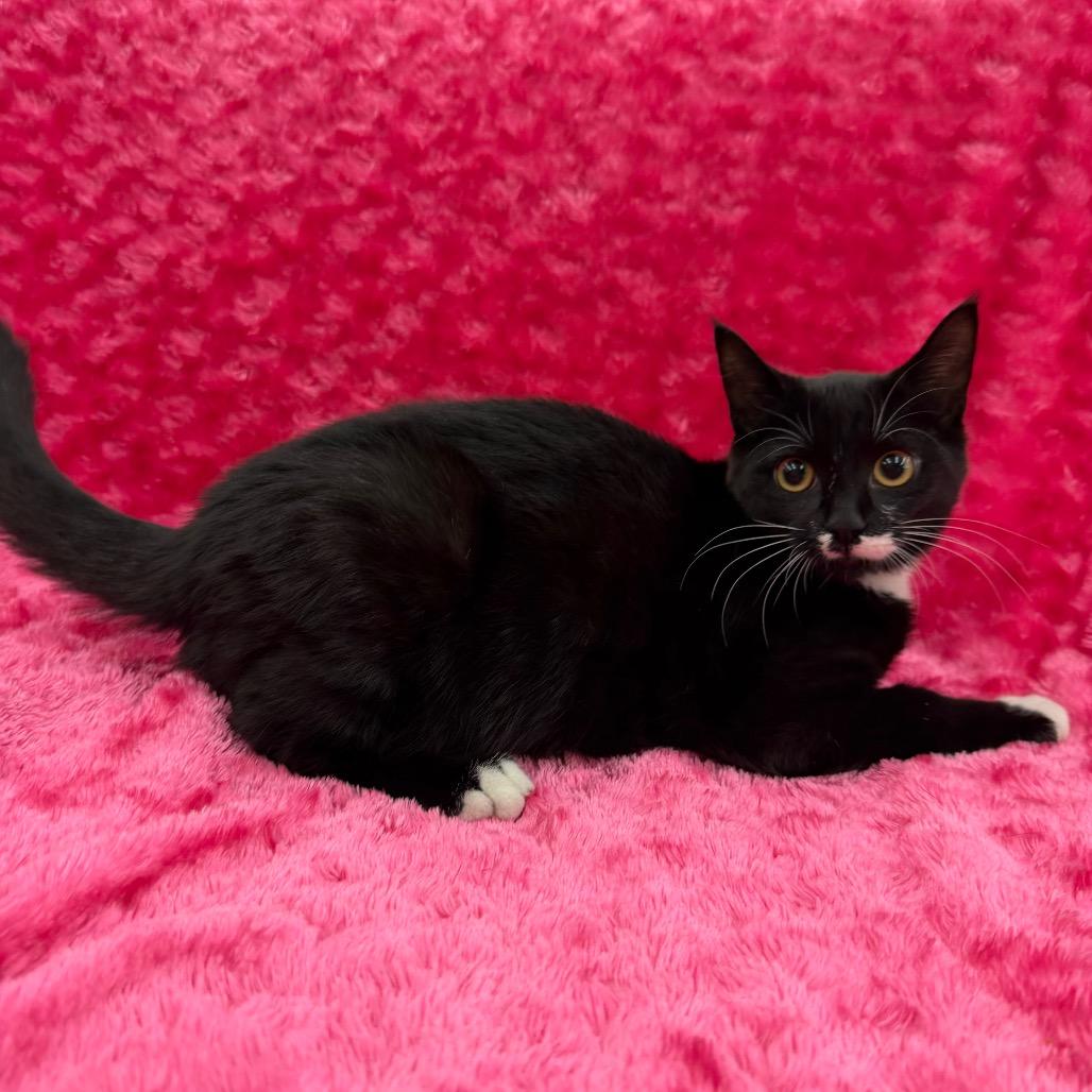 Enlarge Misa, a Adoptable Domestic Short Hair in Raleigh, NC image 2/3