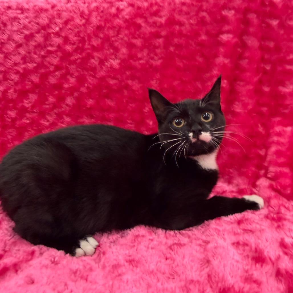 Enlarge Misa, a Adoptable Domestic Short Hair in Raleigh, NC image 3/3