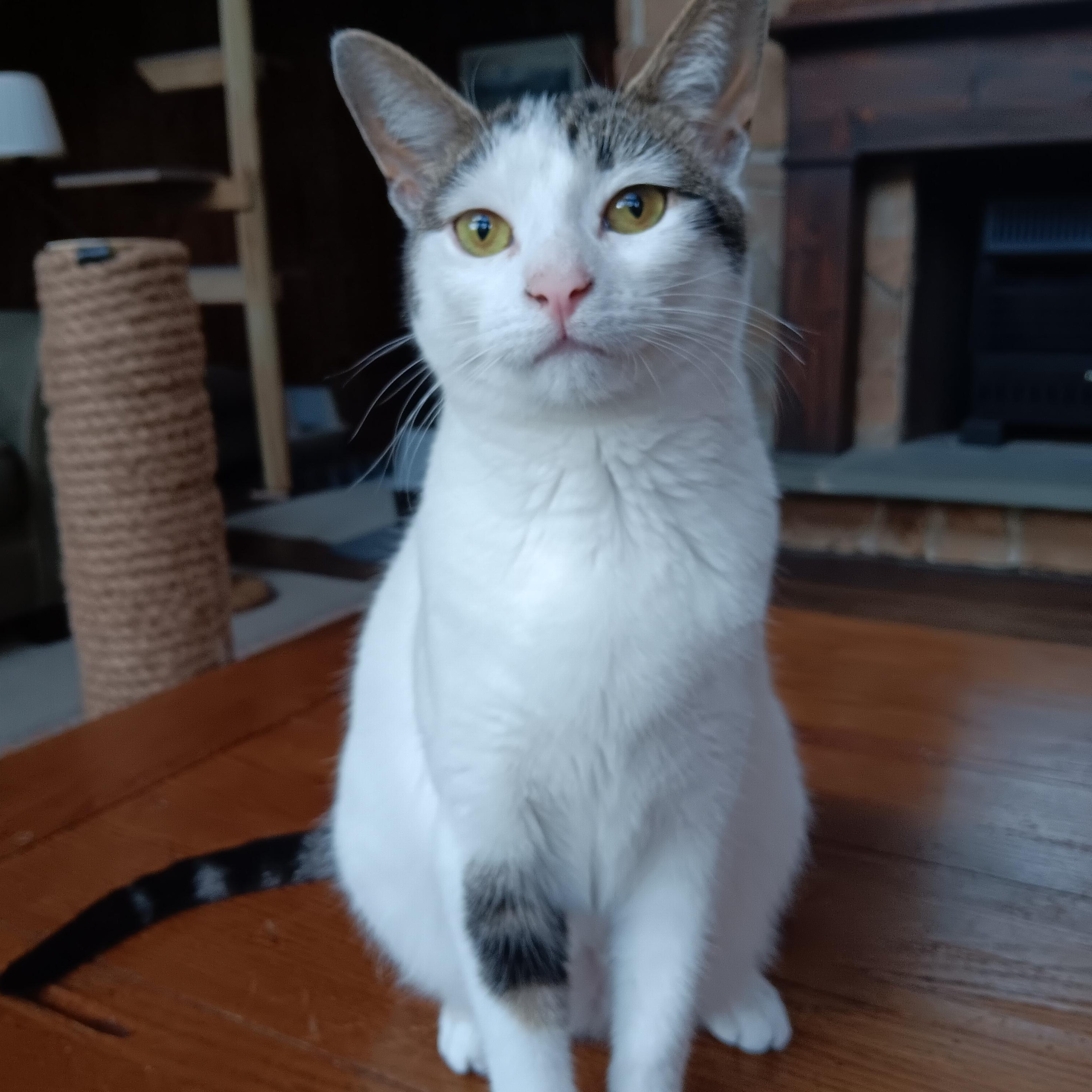 Kirby, Adoptable, Young Female Domestic Short Hair.