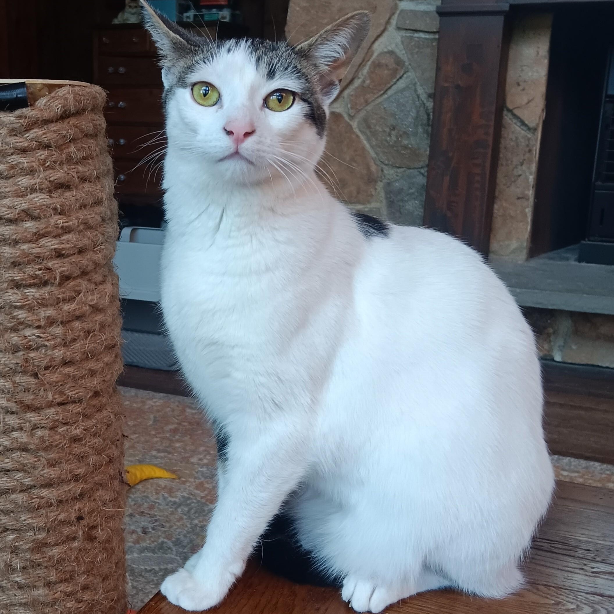 Enlarge Kirby, a Adoptable mixed breed in Woodbury, NJ image 6/6