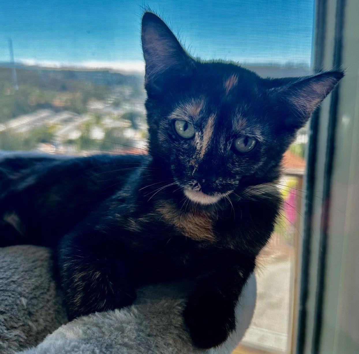 Enlarge Harmony, a Adoptable Tortoiseshell in Palo Alto, CA image 1/3