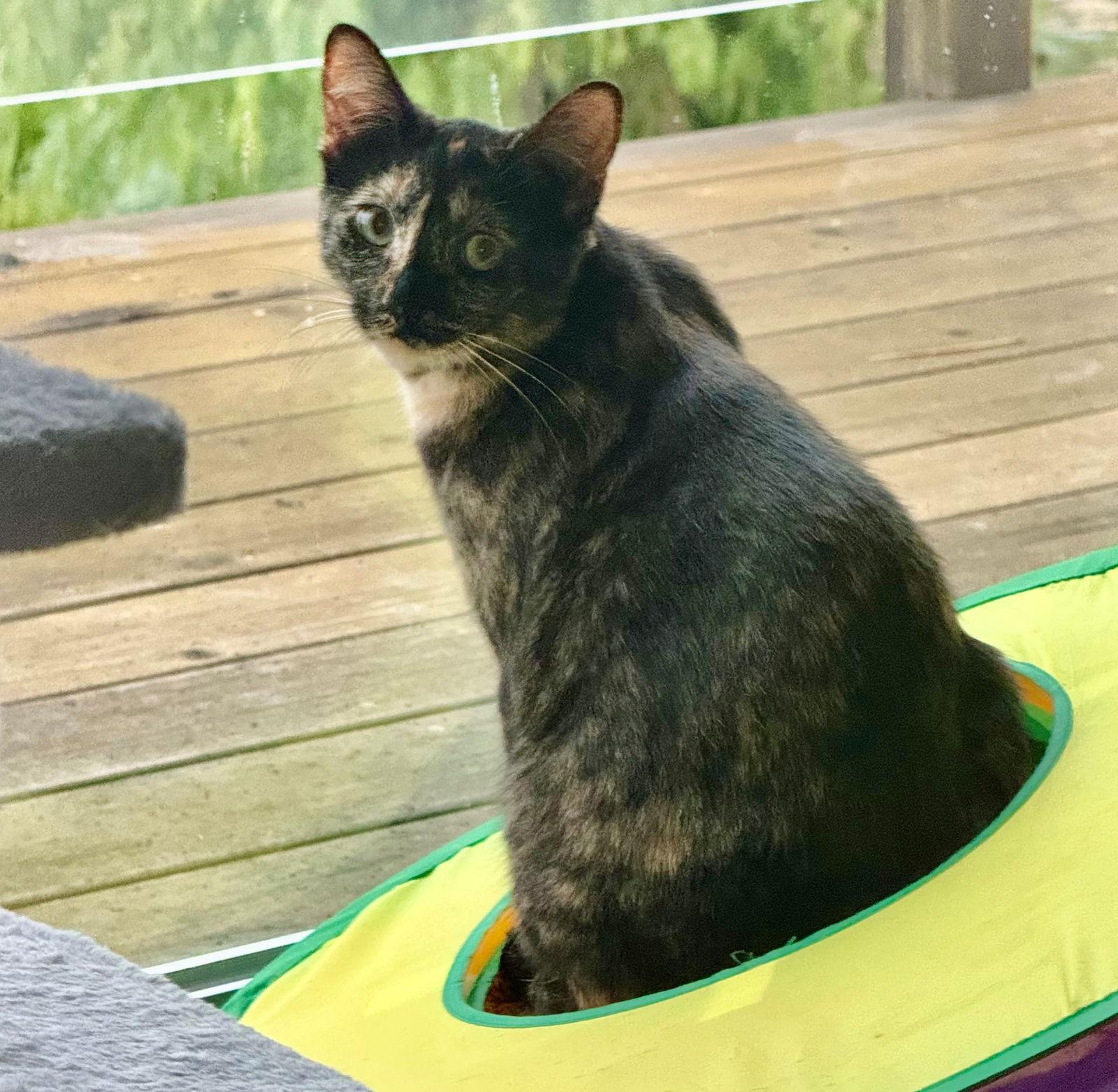 Enlarge Harmony, a Adoptable Tortoiseshell in Palo Alto, CA image 2/3