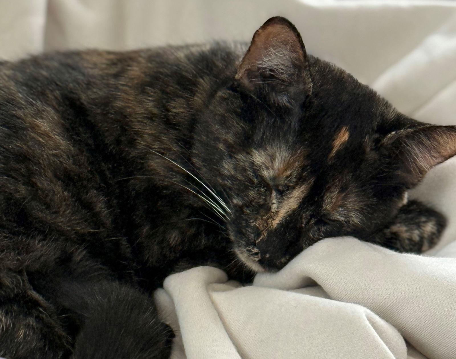 Enlarge Harmony, a Adoptable Tortoiseshell in Palo Alto, CA image 3/3