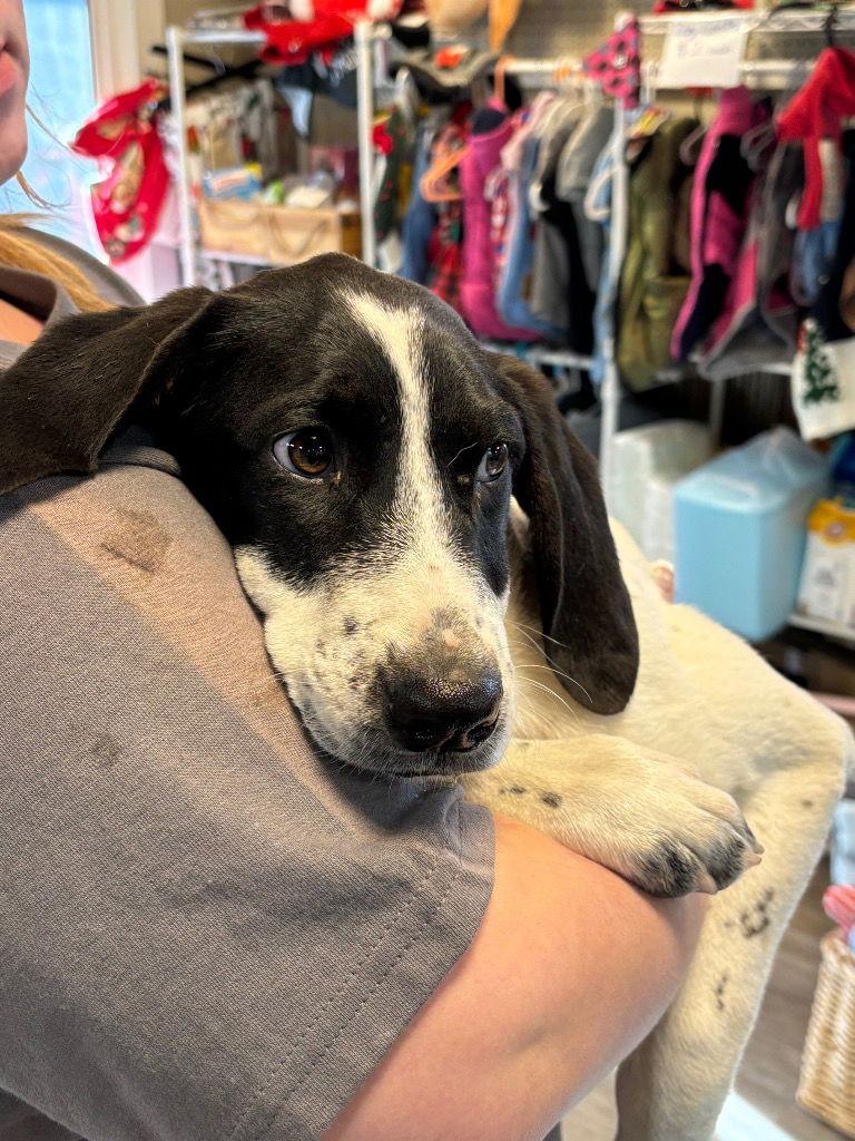 Enlarge Adoption Pending - Dottie, a Adoptable Mixed Breed in Emmett, ID image 1/1