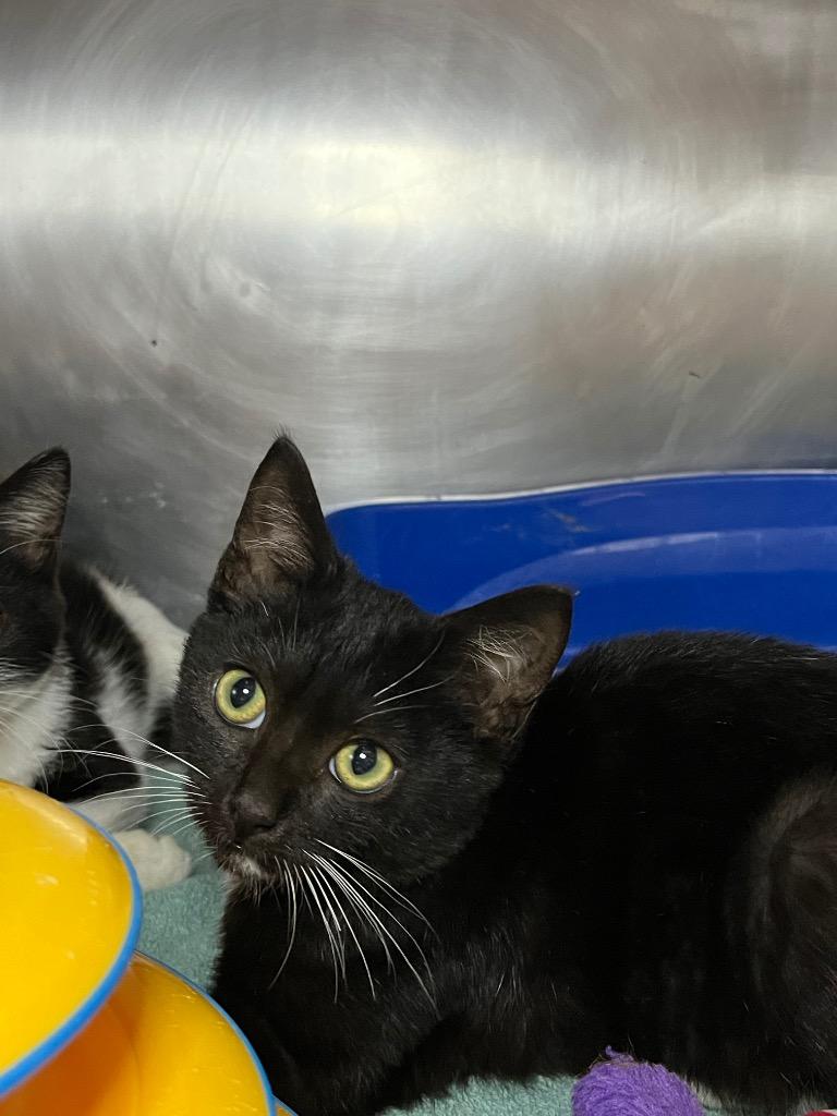 Pepper, Adoptable, Young Male Domestic Short Hair.