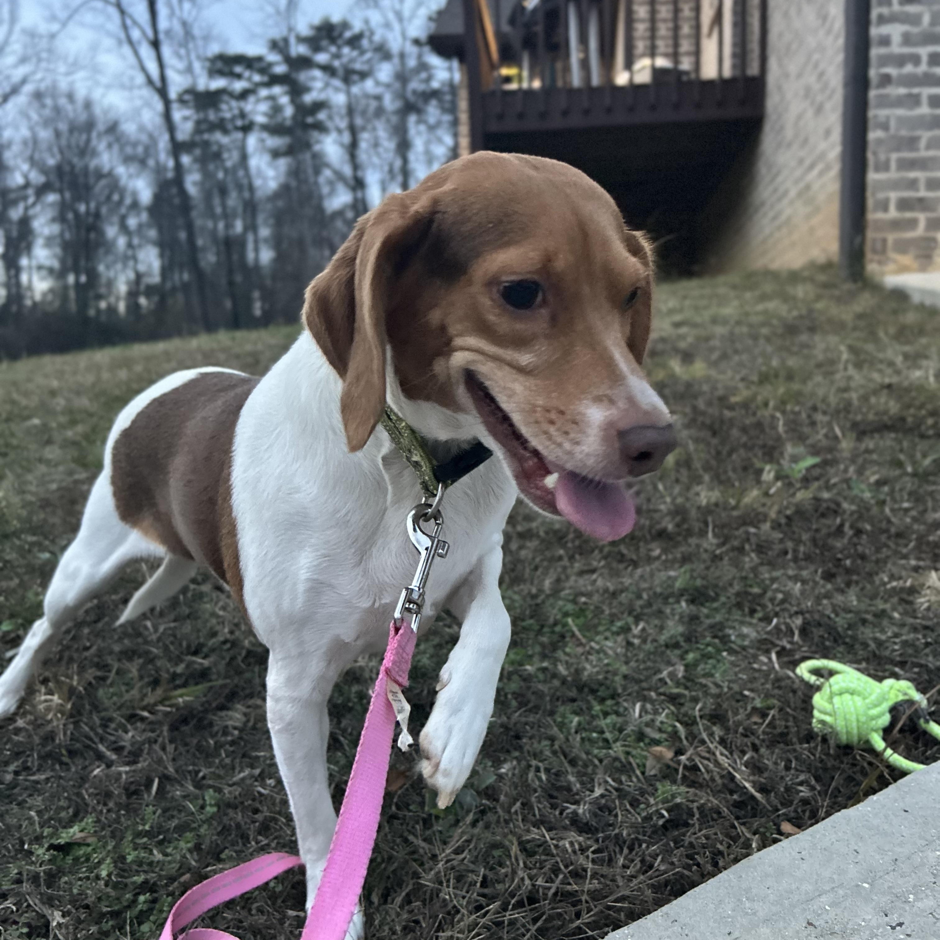Enlarge KoKo, a Adoptable Beagle in Hartford, CT image 4/6