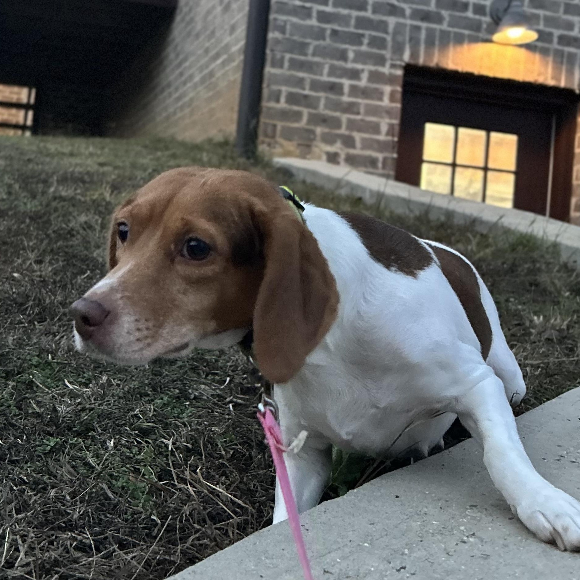 Enlarge KoKo, a Adoptable Beagle in Hartford, CT image 3/6