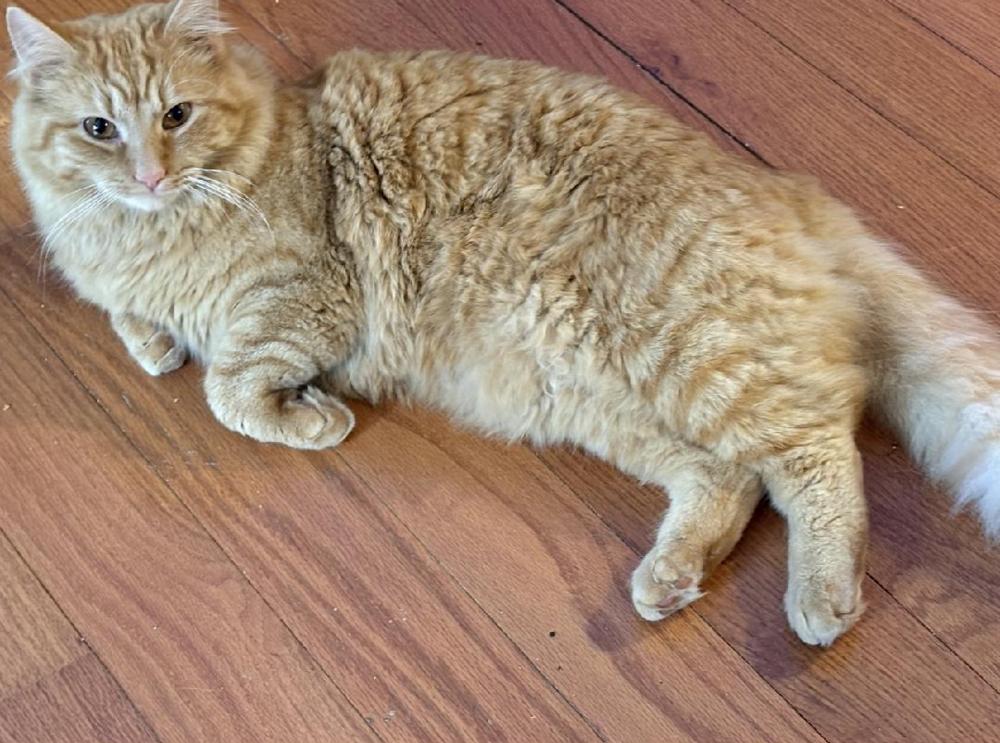 zz-Butterscotch, Adoptable, Kitten Male Domestic Medium Hair.
