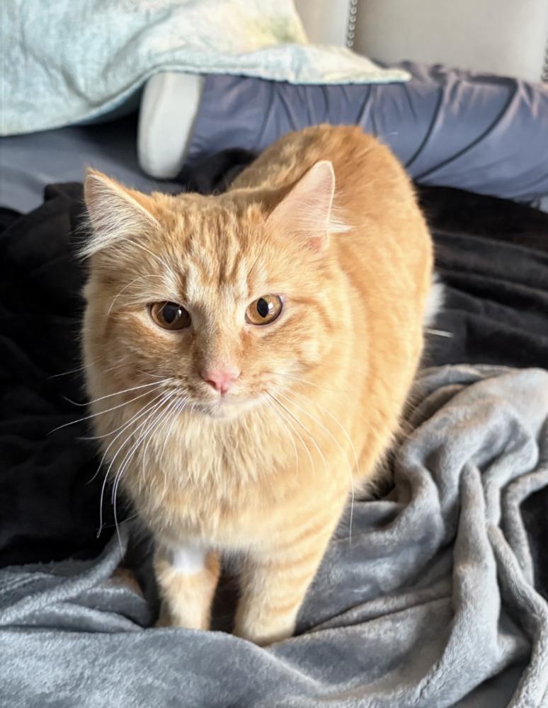 Enlarge zz-Butterscotch, a Adoptable Domestic Medium Hair in Candler, NC image 2/2