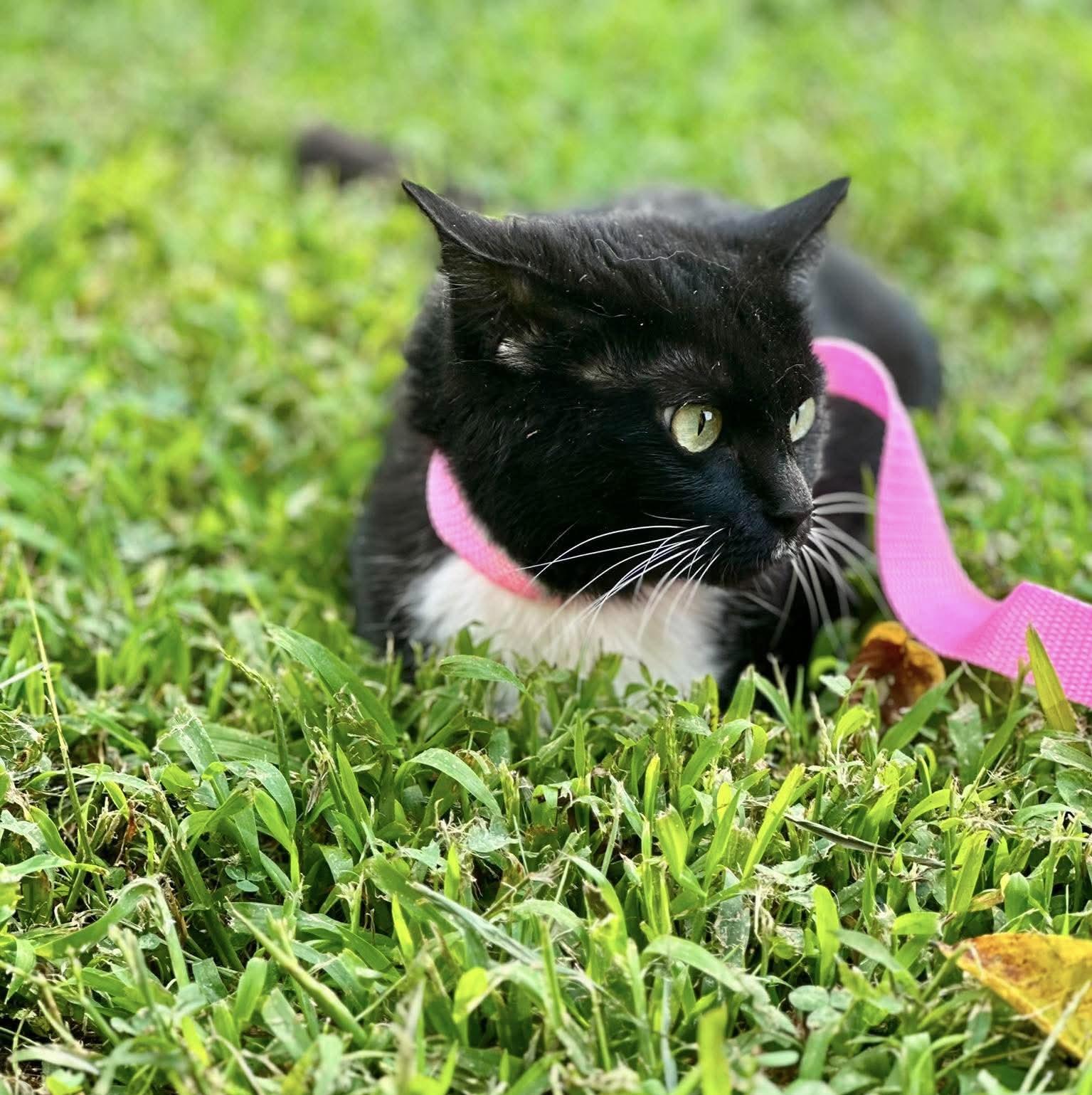 Oreo, Adoptable, Adult Female Domestic Short Hair.