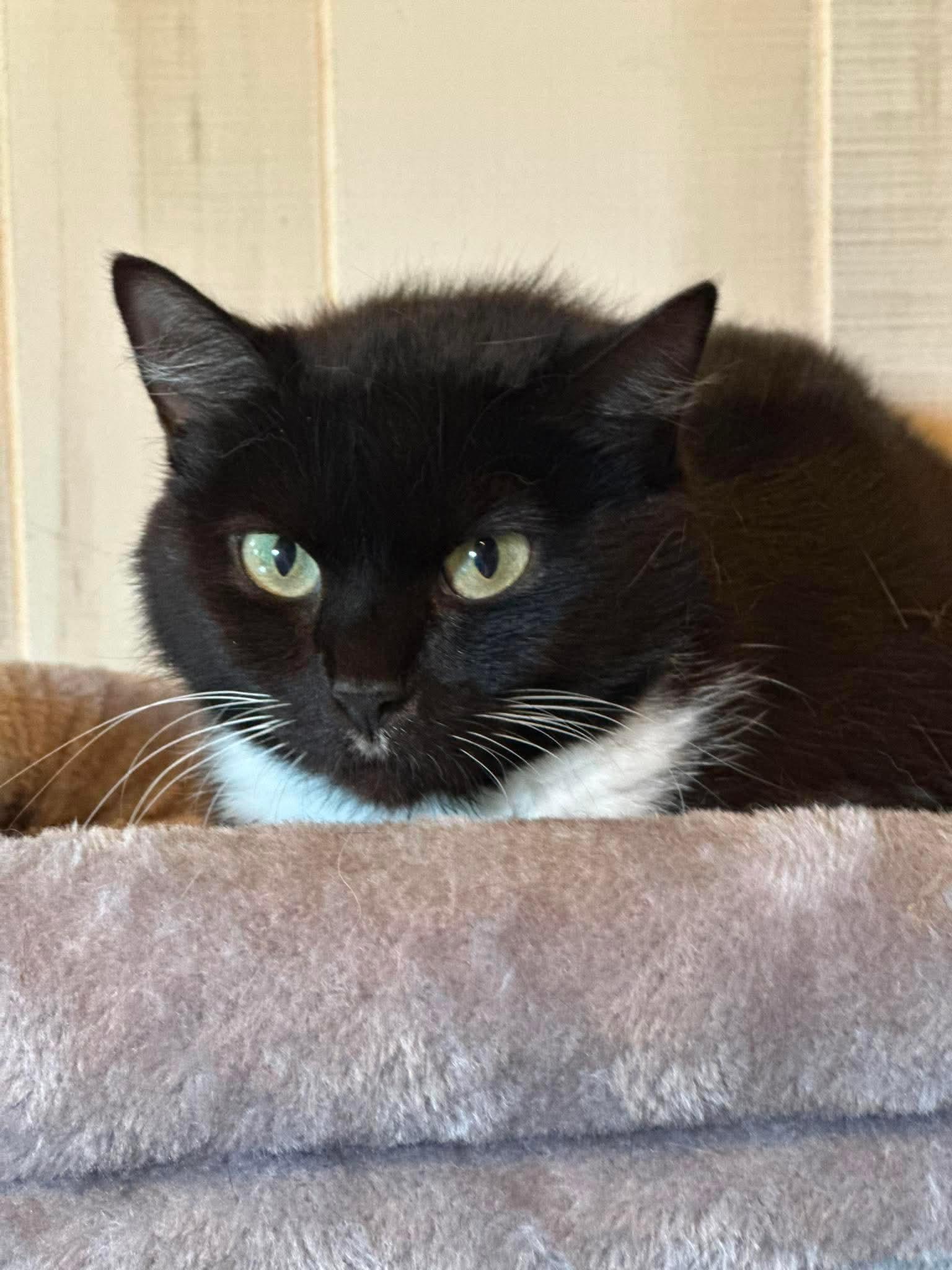 Oreo, a Adoptable Domestic Short Hair in Richmond, KY image 1/2