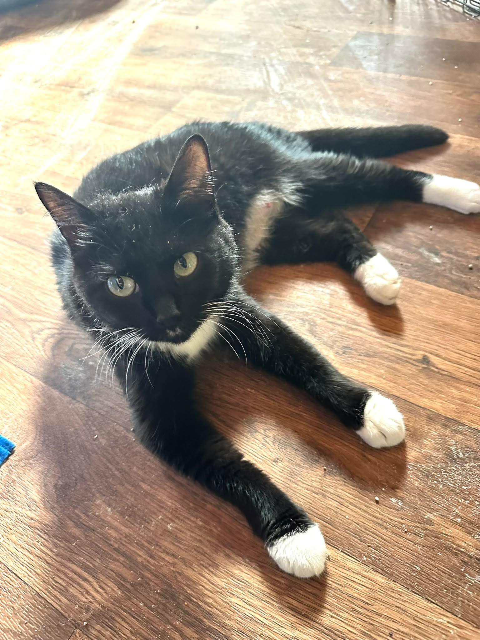 Oreo, a Adoptable Domestic Short Hair in Richmond, KY image 2/2