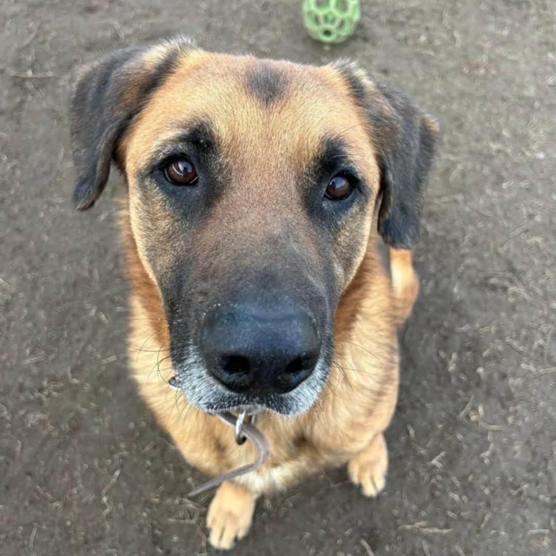Sarge, a Adoptable mixed breed in La Honda, CA image 1/5