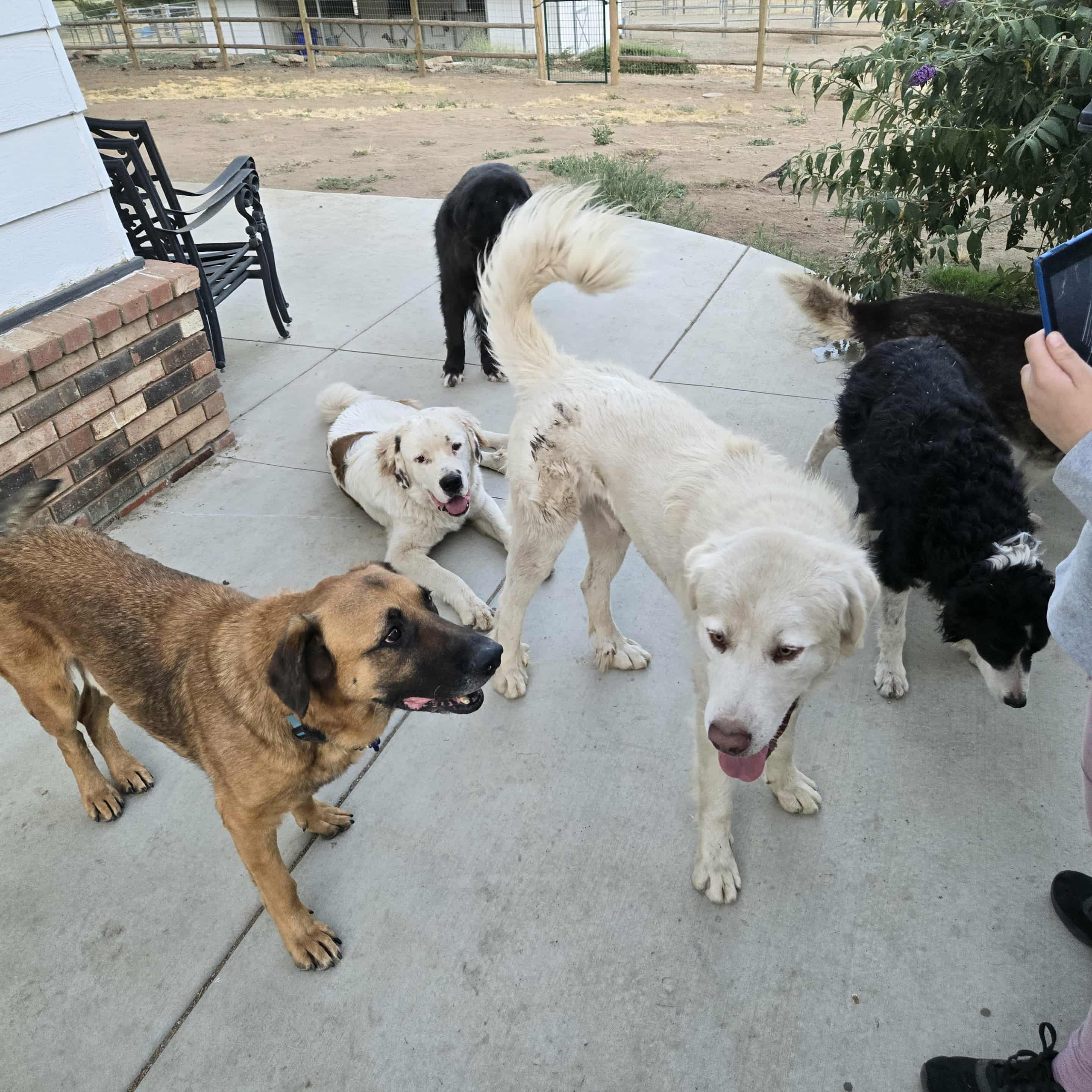 Sarge ASAP!, an adoptable Leonberger in La Honda, CA, 94020 | Photo Image 5