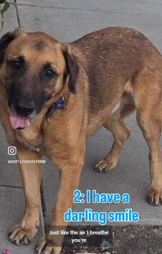 Sarge, a Adoptable mixed breed in La Honda, CA image 3/5