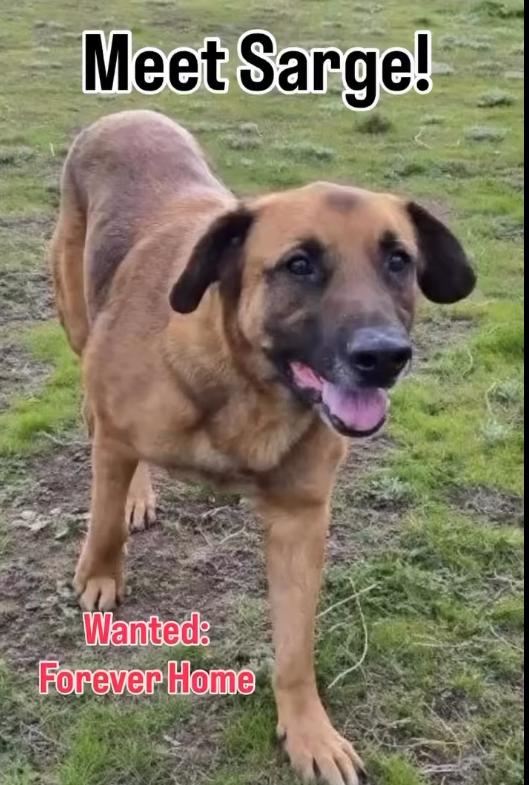 Sarge, a Adoptable mixed breed in La Honda, CA image 4/5