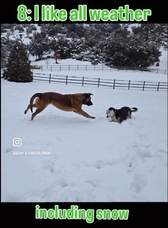 Sarge ASAP!, an adoptable Leonberger in La Honda, CA, 94020 | Photo Image 2
