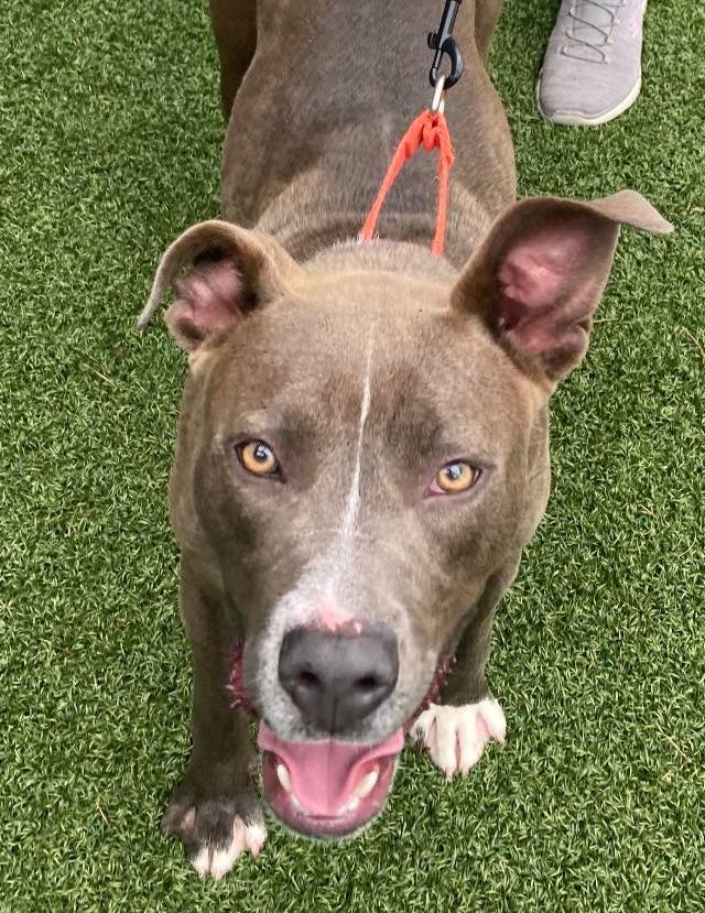 Callie, Adoptable, Adult Female Terrier.