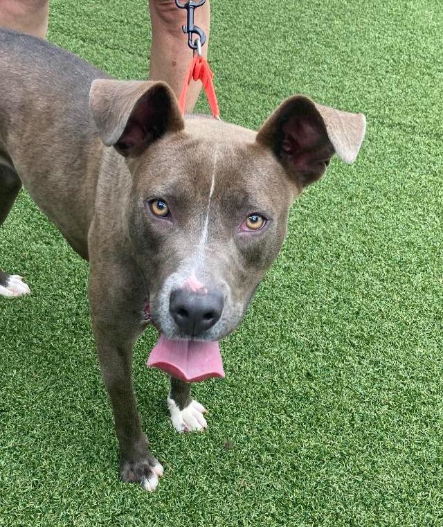 Callie, Adoptable, Adult Female Terrier.