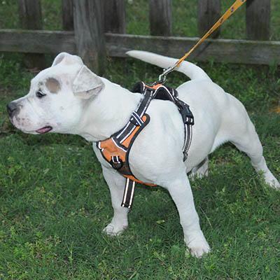 Edith, Young Female Pit Bull Terrier