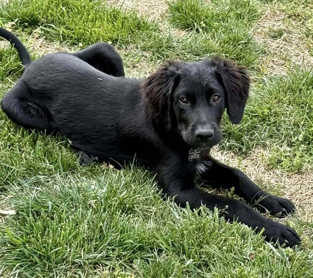 Enlarge Opie TN, a Adoptable mixed breed in Ontario, CA image 3/4