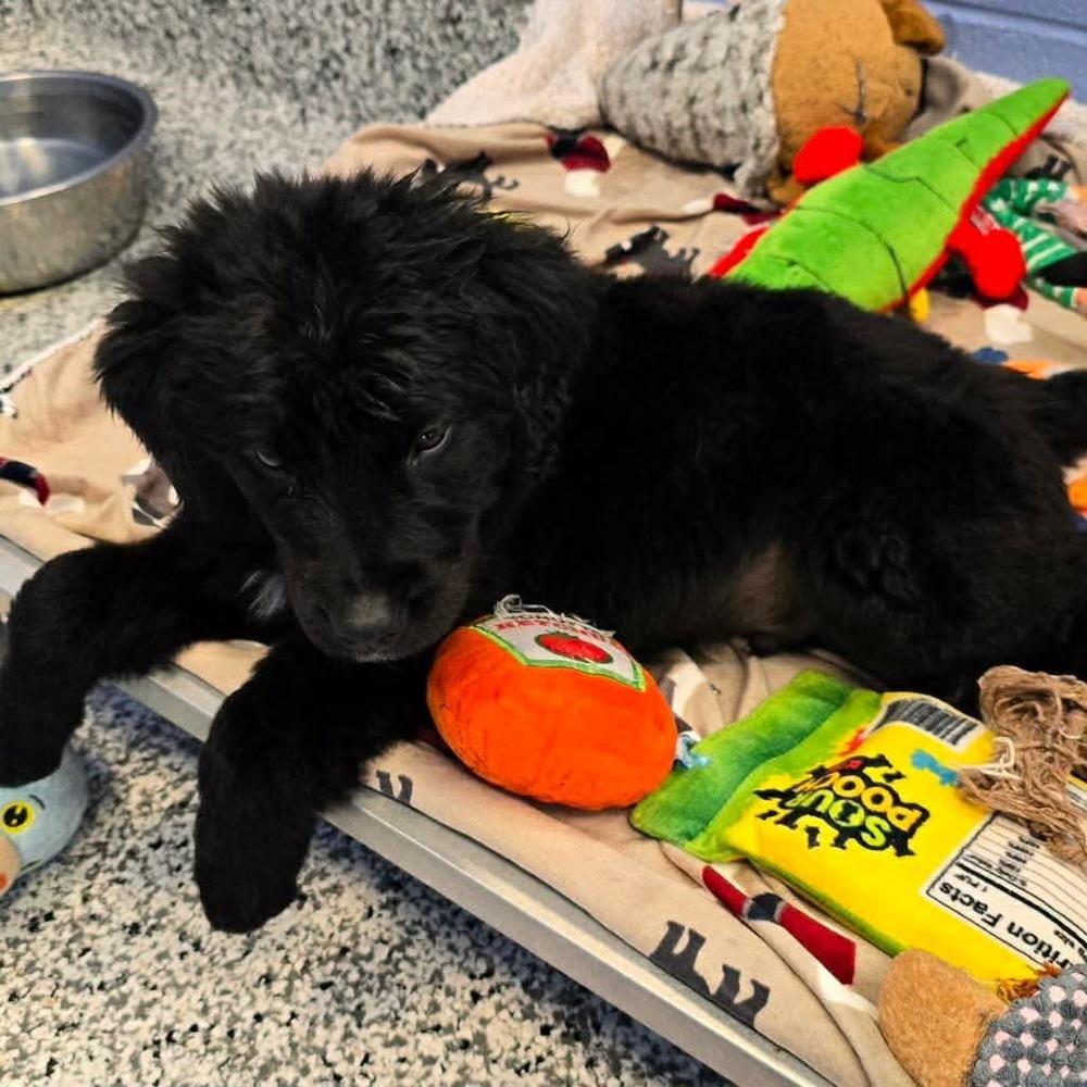 Enlarge Opie TN, a Adoptable mixed breed in Ontario, CA image 4/4