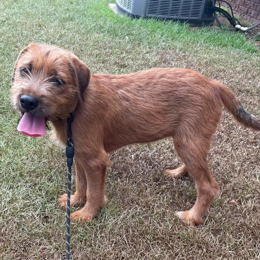 Scruff, Adoptable, Puppy Male Wirehaired Terrier.