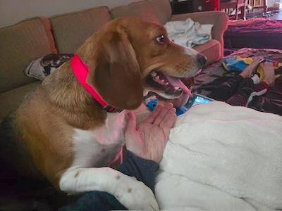 Enlarge Lucy, an adopted Beagle in Palmyra, VA image 2/3