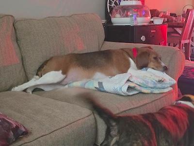 Enlarge Lucy, an adopted Beagle in Palmyra, VA image 3/3