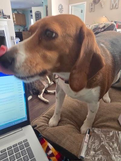 Lucy, adopted, Adult Female Beagle.
