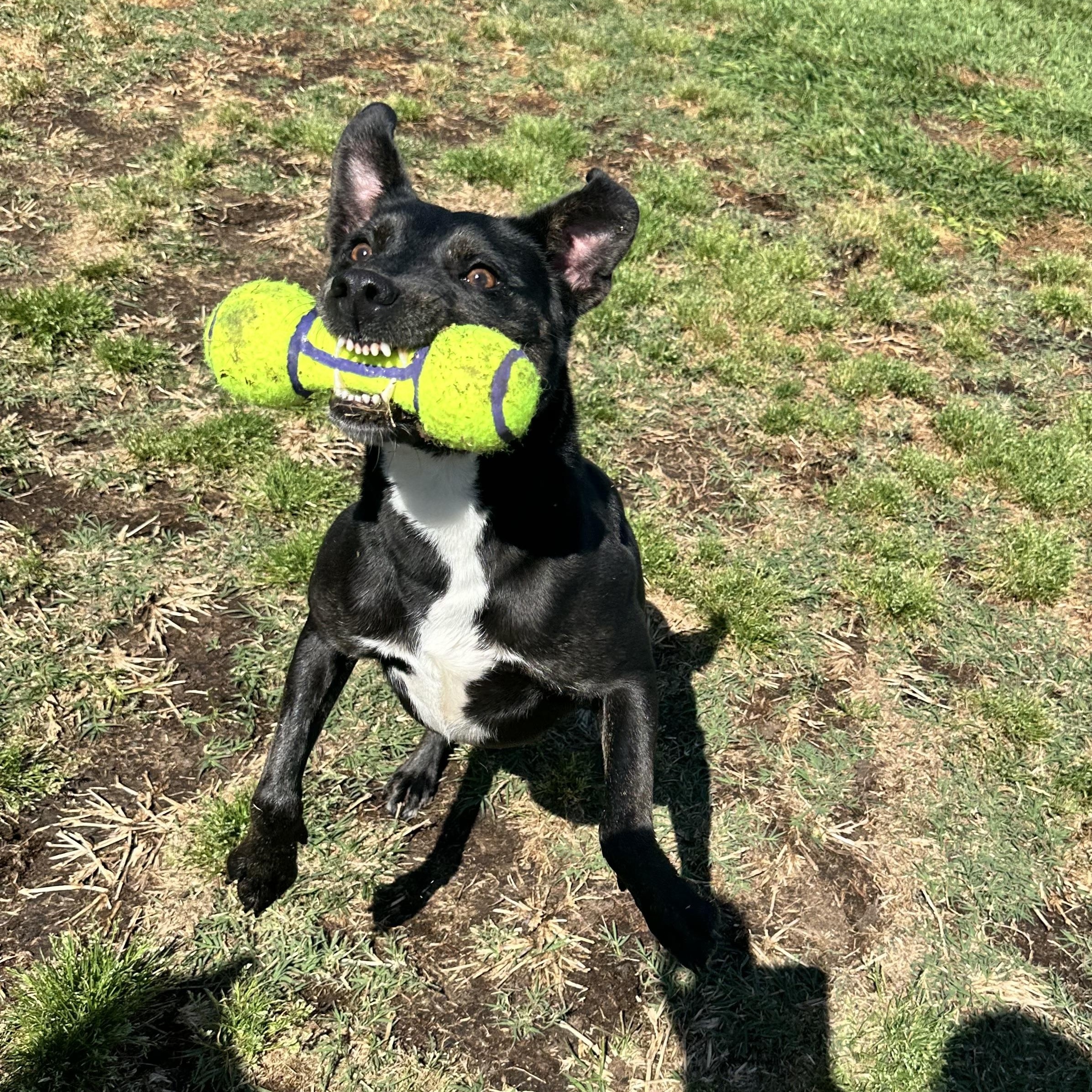 Enlarge Naomi, a Adopted mixed breed in Jefferson , LA image 2/4