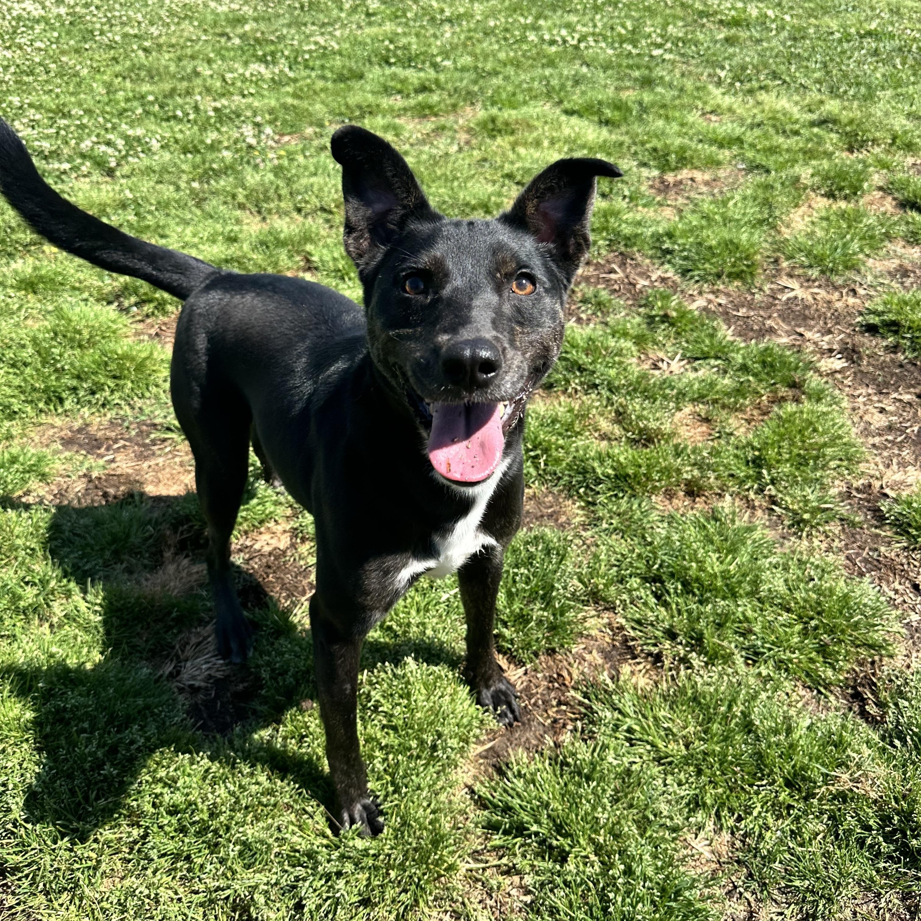 Naomi, Adopted, Adult Female Rat Terrier.