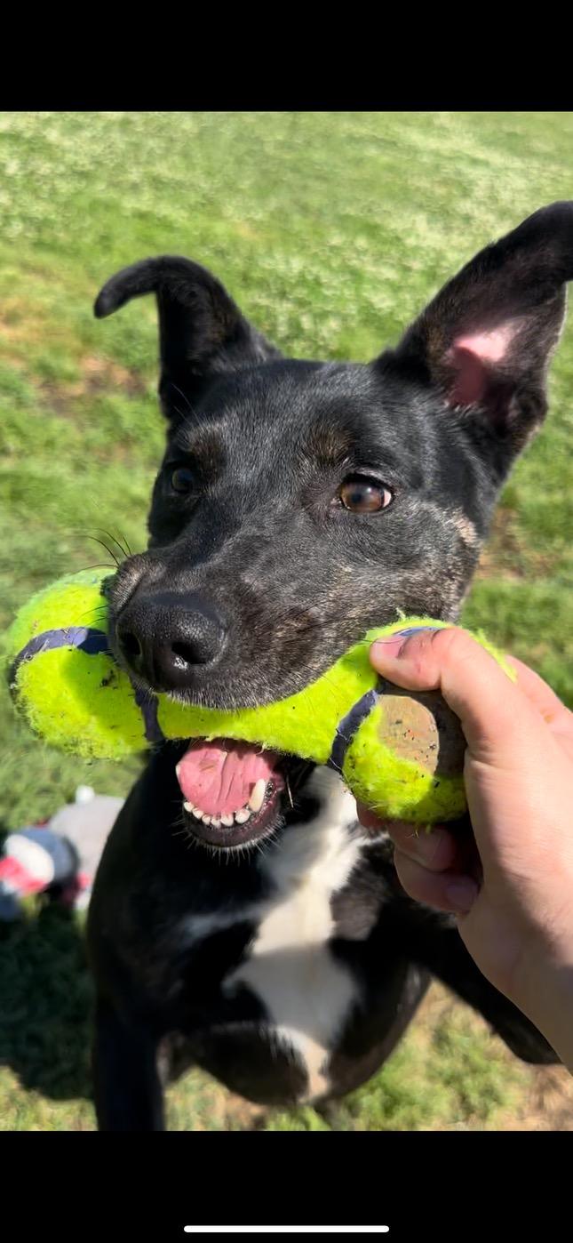 Enlarge Naomi, a Adopted mixed breed in Jefferson , LA image 4/4