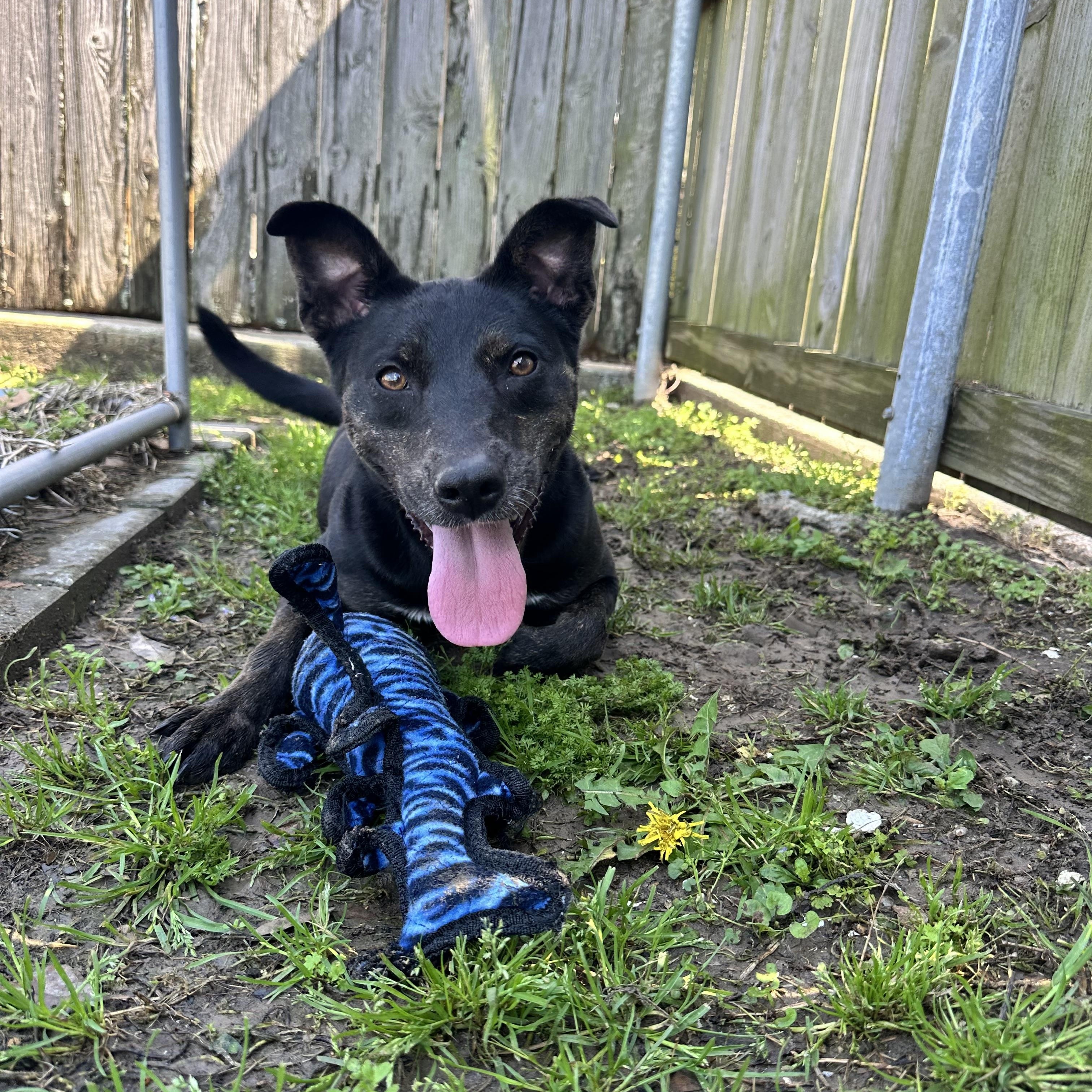 Enlarge Naomi, a Adopted mixed breed in Jefferson , LA image 3/4