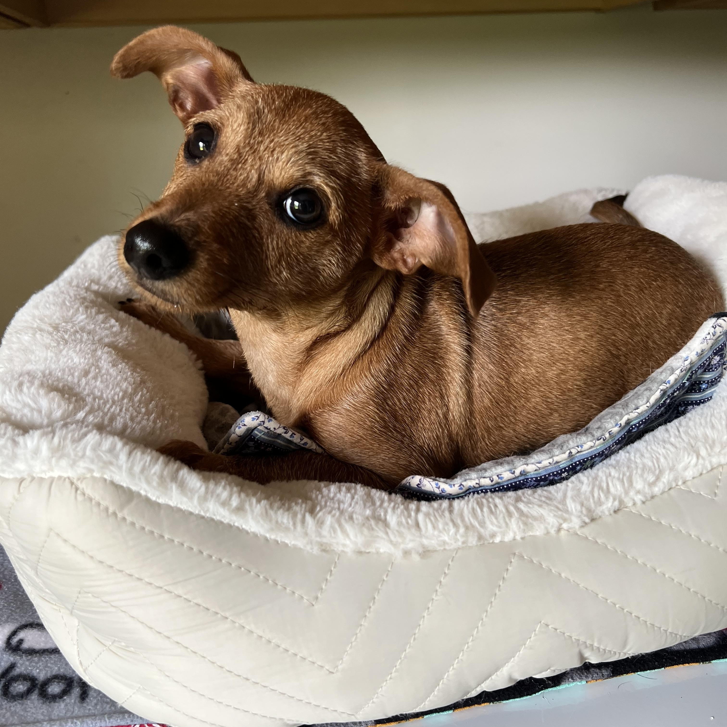 Enlarge Grocery Jazz, ADOPTION PENDING! :), an adopted mixed breed in Armada, MI image 3/5
