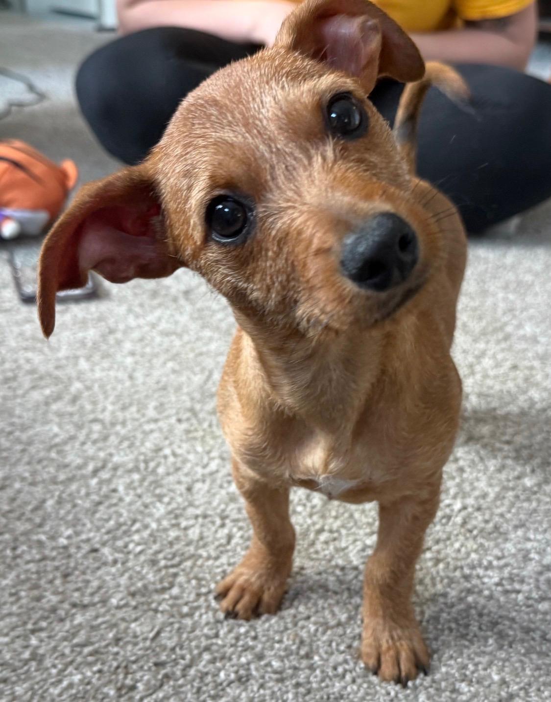 Enlarge Grocery Jazz, ADOPTION PENDING! :), an adopted mixed breed in Armada, MI image 5/5